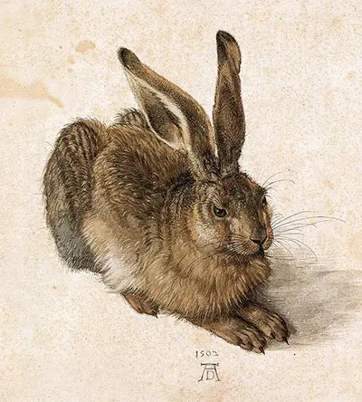 Young Hare by Albrecht Durer
